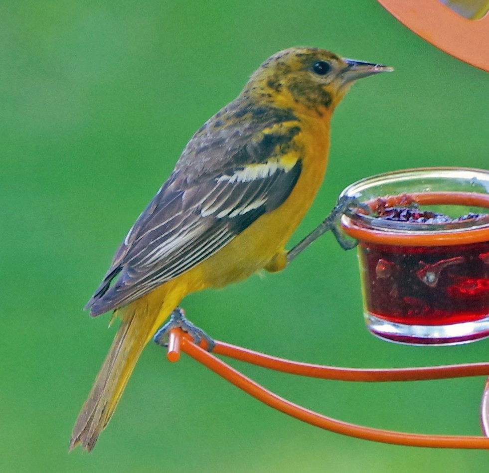 Baltimore Oriole - Bill Winkler