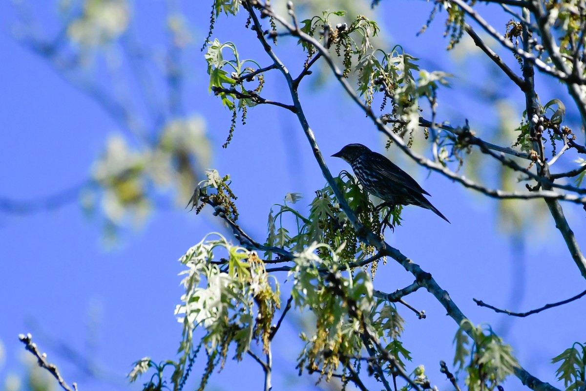 Red-winged Blackbird - Cristine Van Dyke