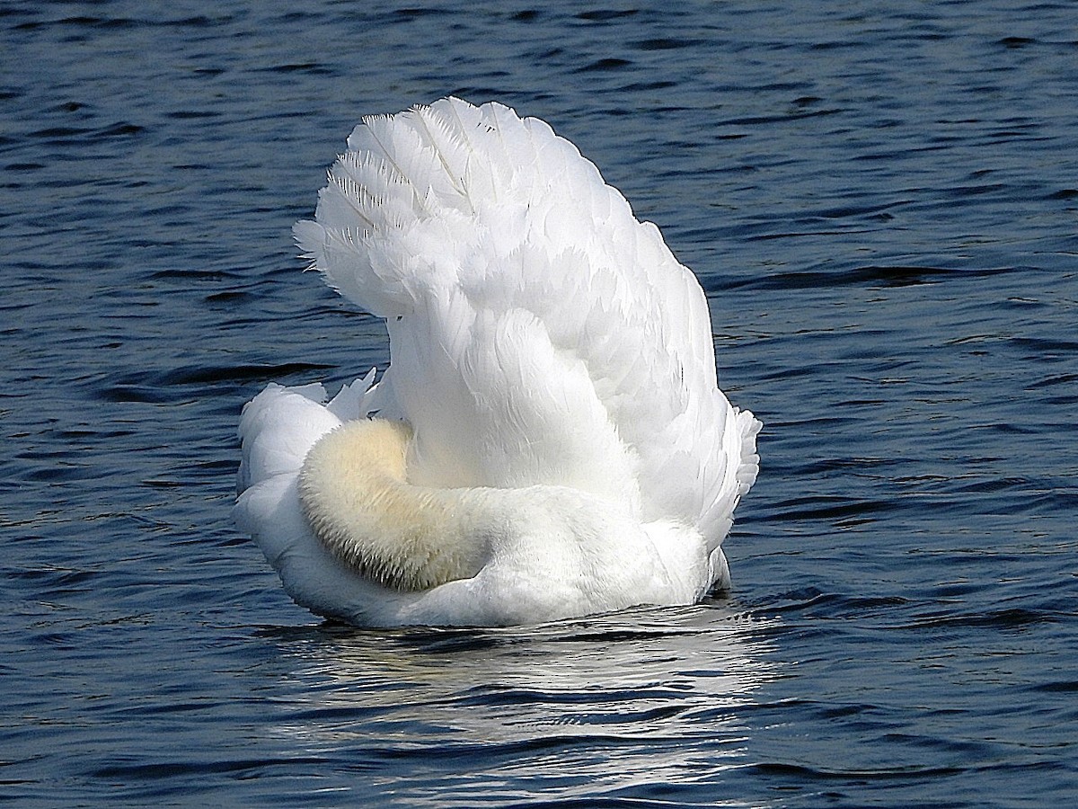 Cygne tuberculé - ML618897253