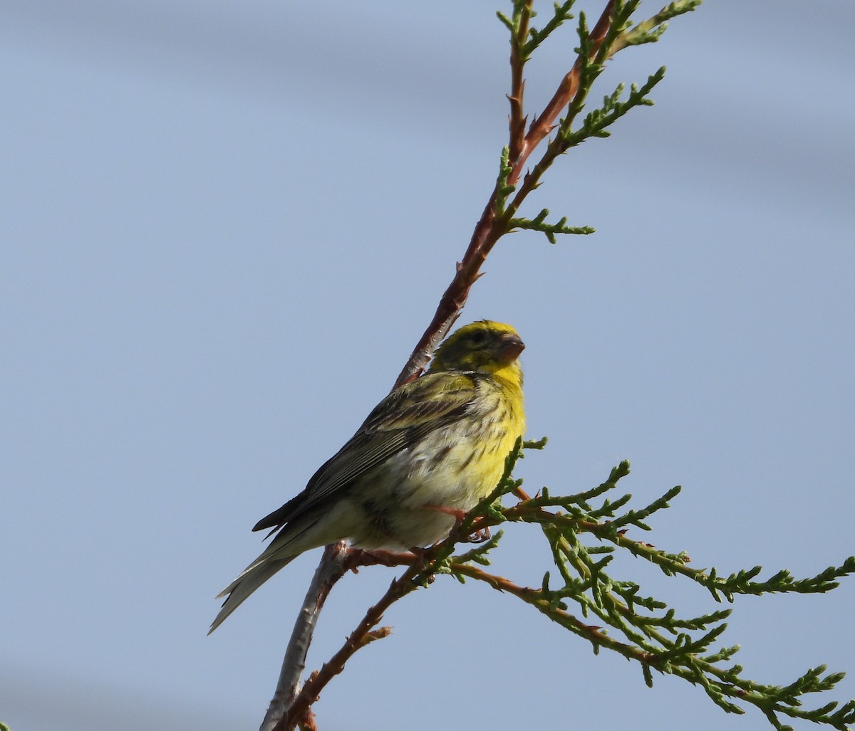 European Serin - Ricardo Bedia