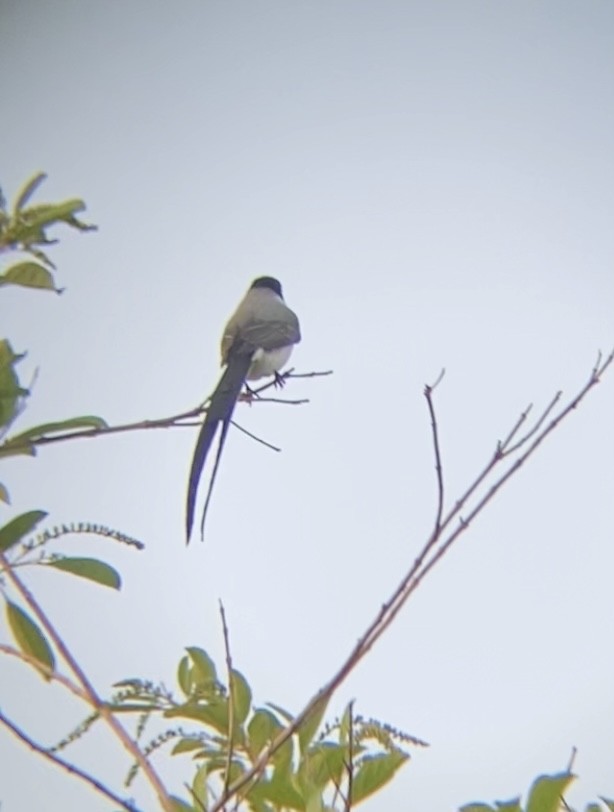 Fork-tailed Flycatcher - Ana Brítez