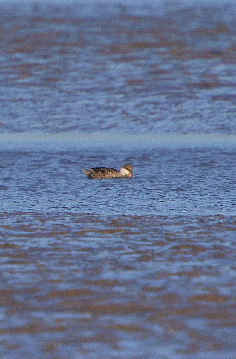 White-cheeked Pintail - Angélica  Abarca