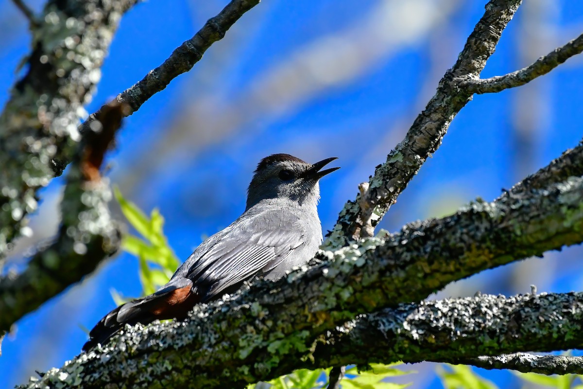 Gray Catbird - Cristine Van Dyke