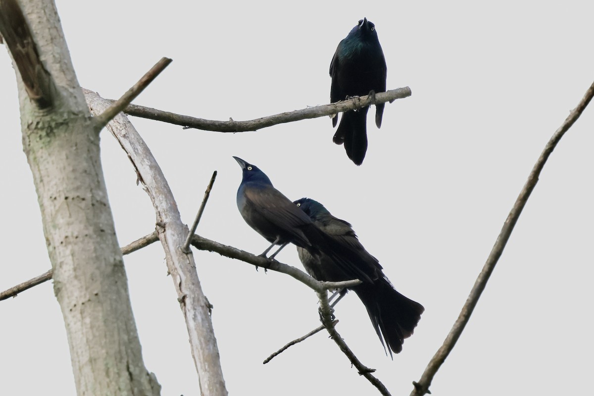 Common Grackle - Keith Pflieger