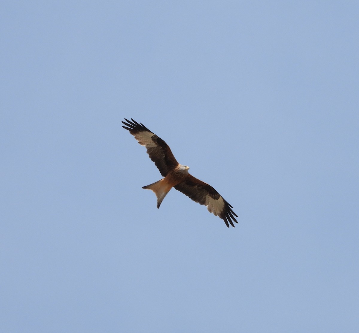 Red Kite - Ricardo Bedia