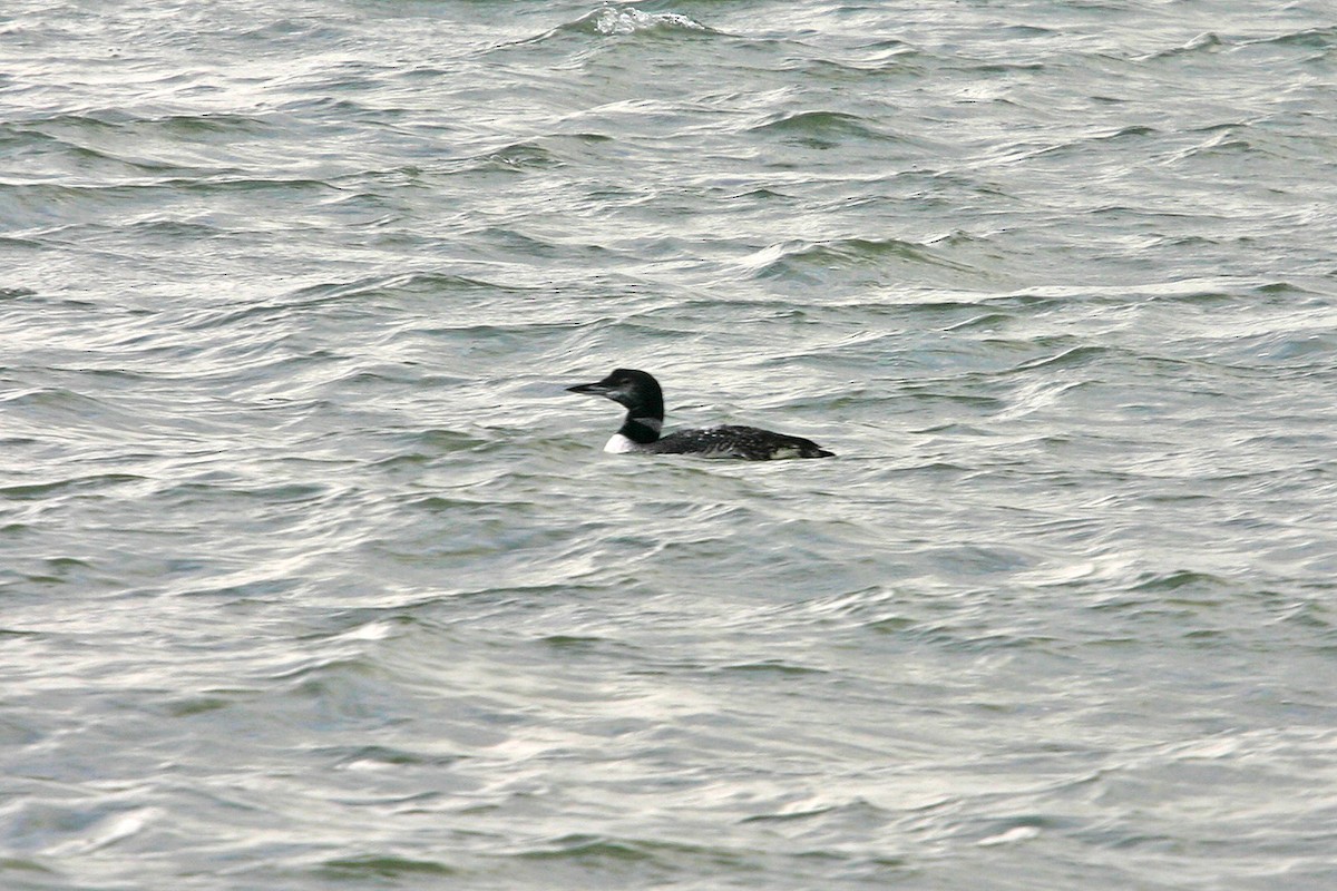 Common Loon - William Clark