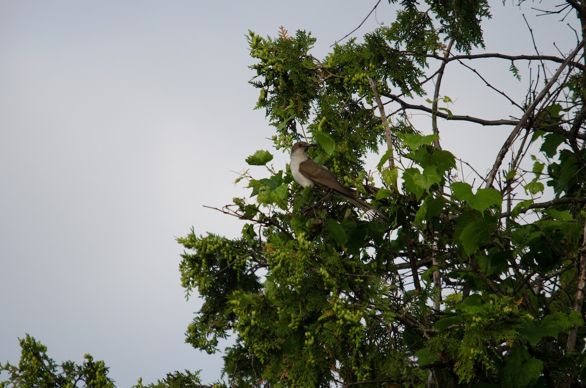 Black-billed Cuckoo - ML61889731