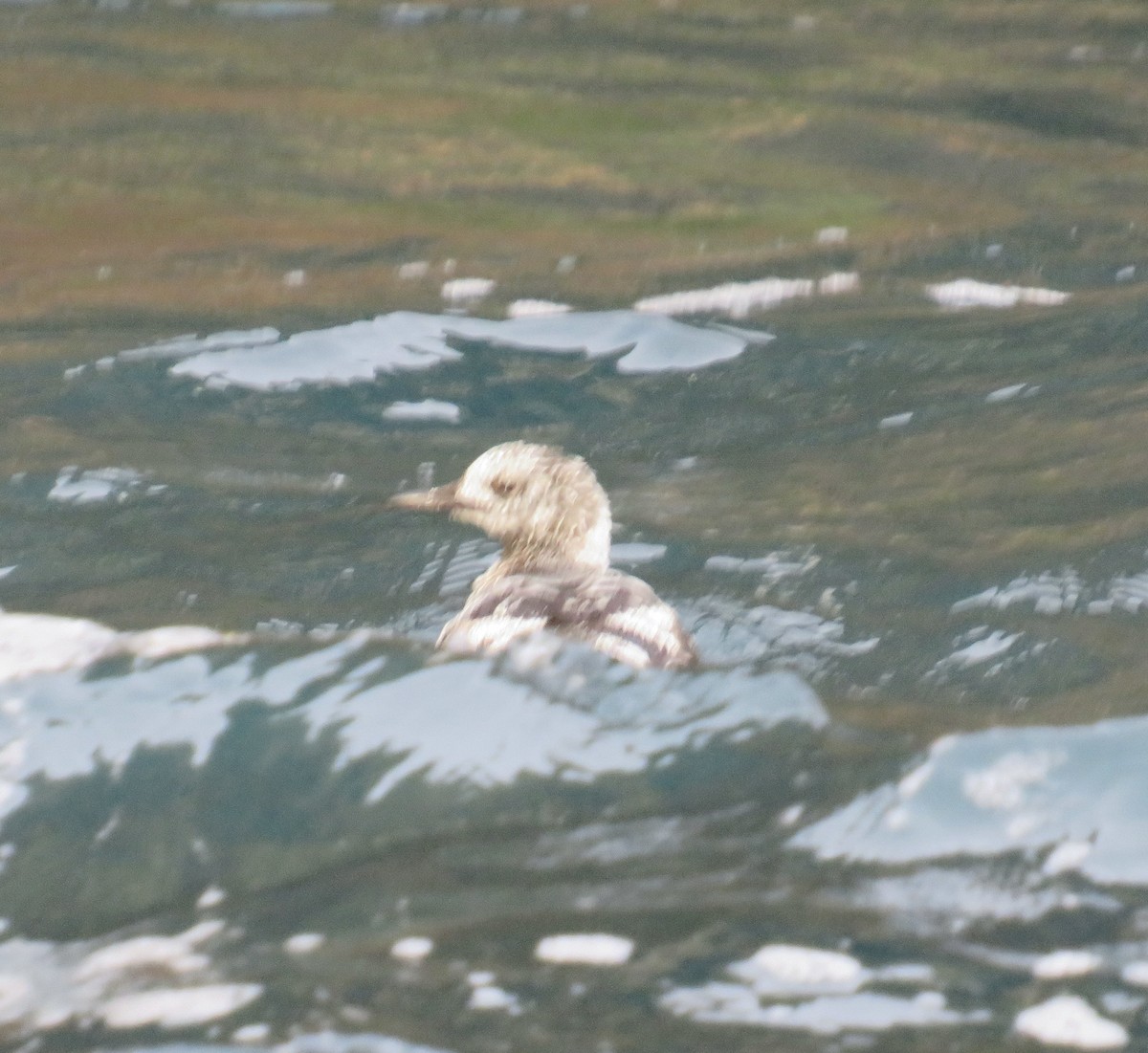 Black Guillemot - Sally Bergquist