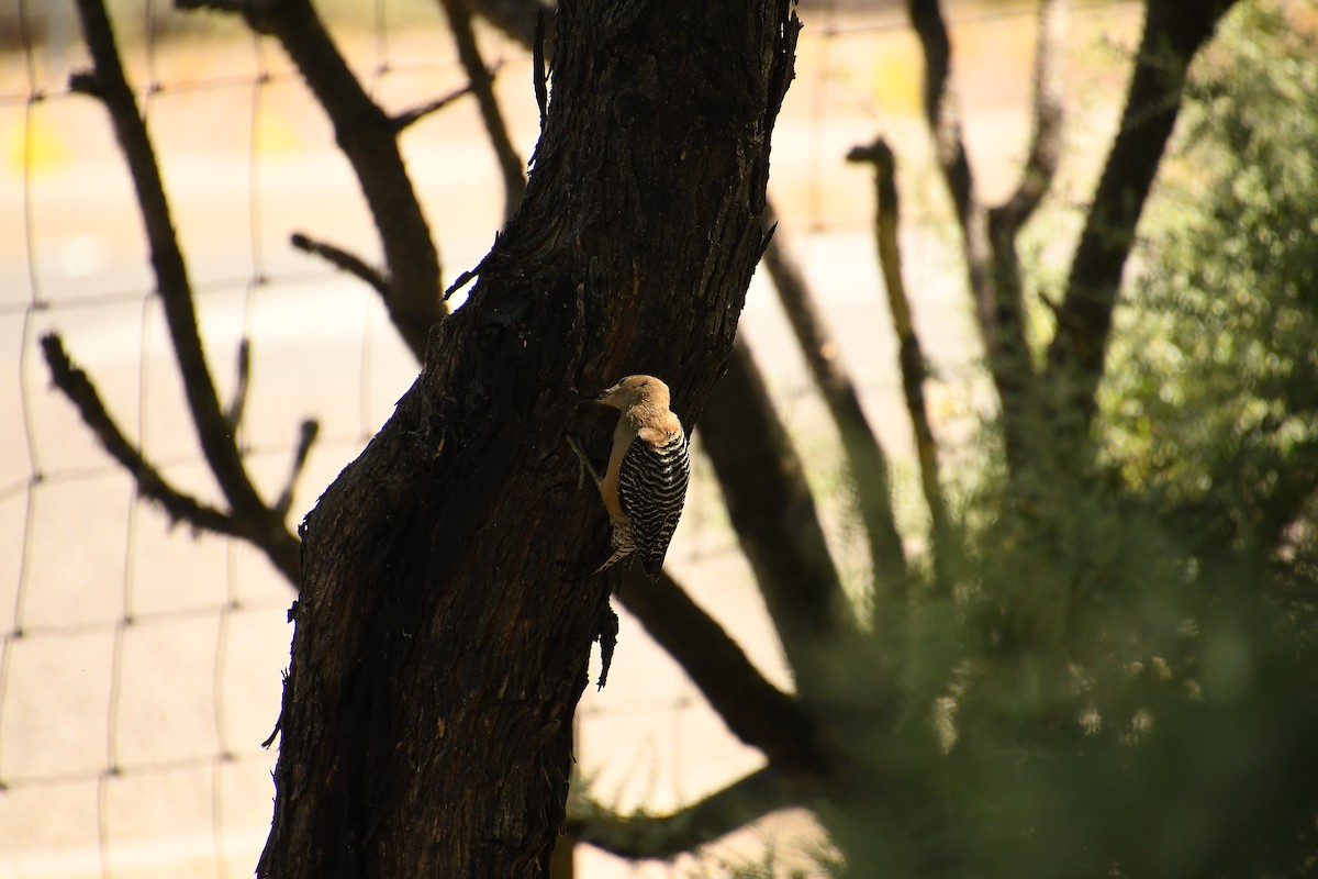 Gila Woodpecker - Team Sidhu-White