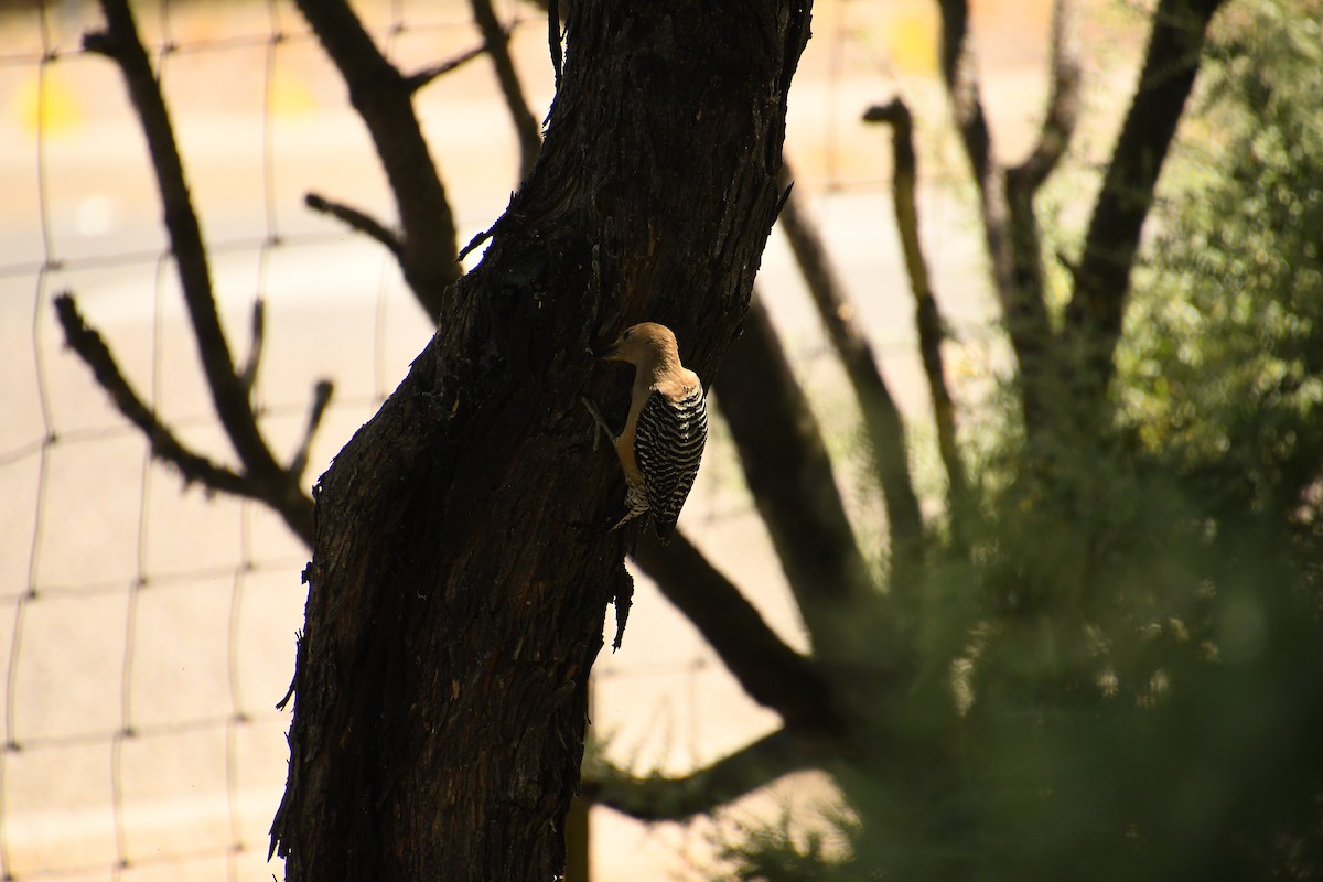 Gila Woodpecker - Team Sidhu-White