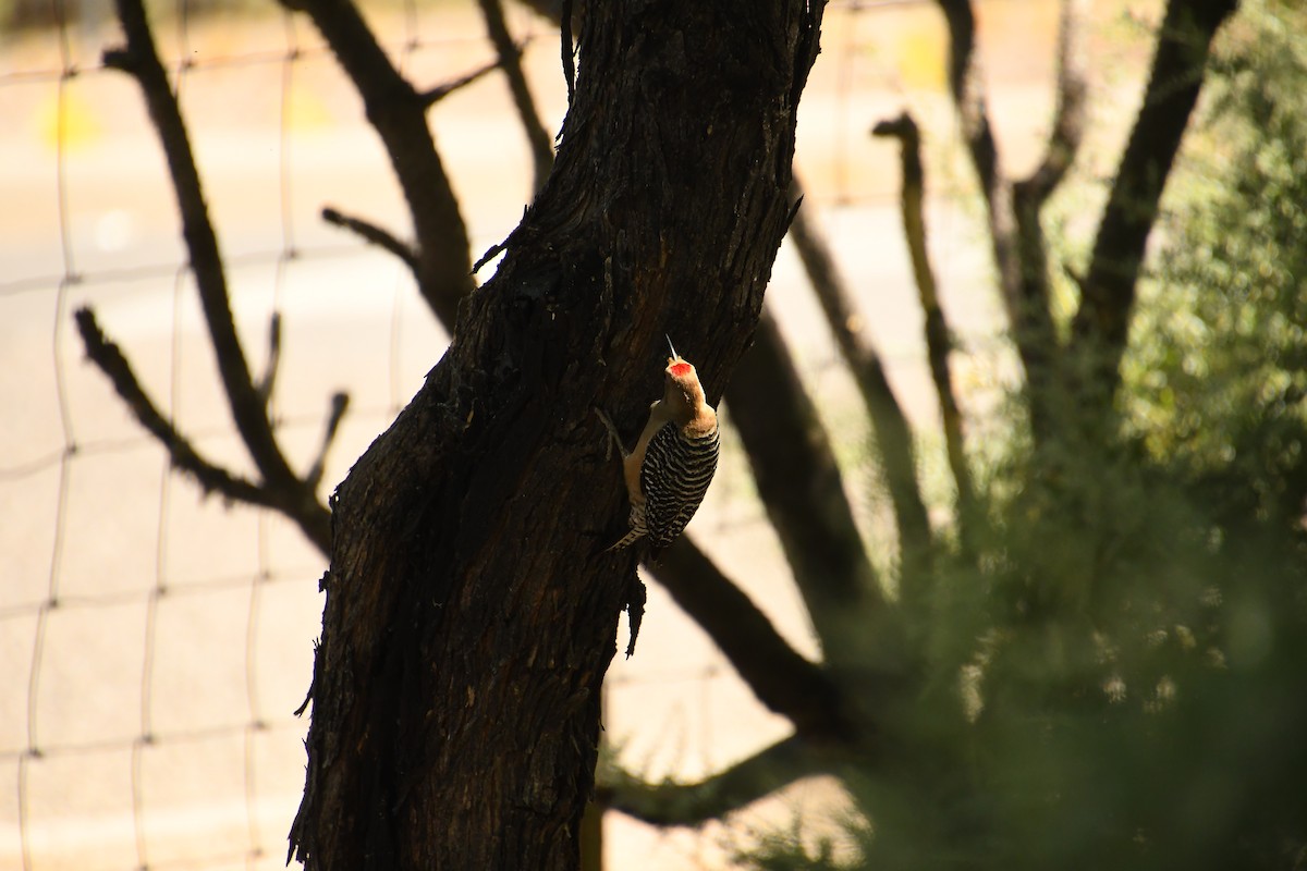 Gila Woodpecker - Team Sidhu-White