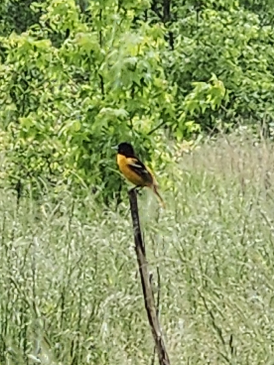 Baltimore Oriole - ML618897337