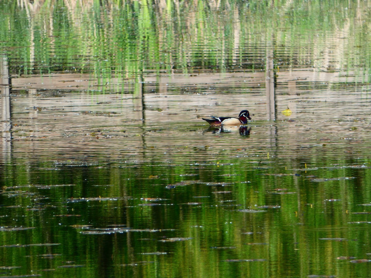 Wood Duck - Aldrin Leung