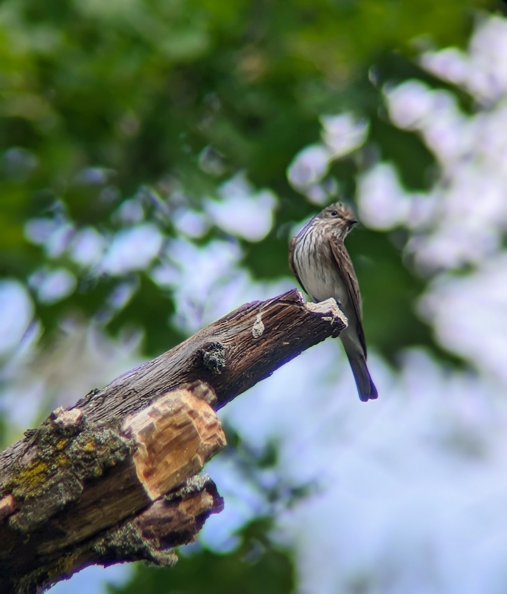 Spotted Flycatcher - Marin Ultramarin