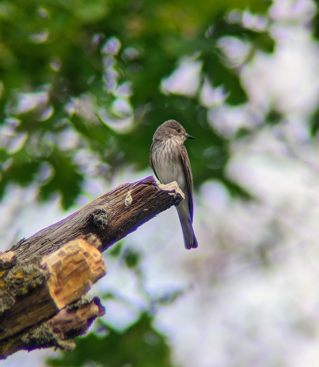 Spotted Flycatcher - ML618897378