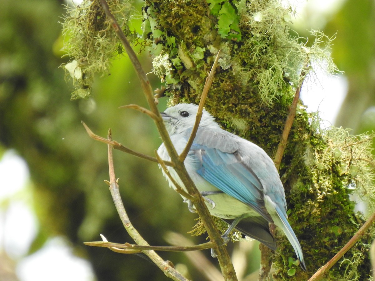 Blue-gray Tanager - ML618897380