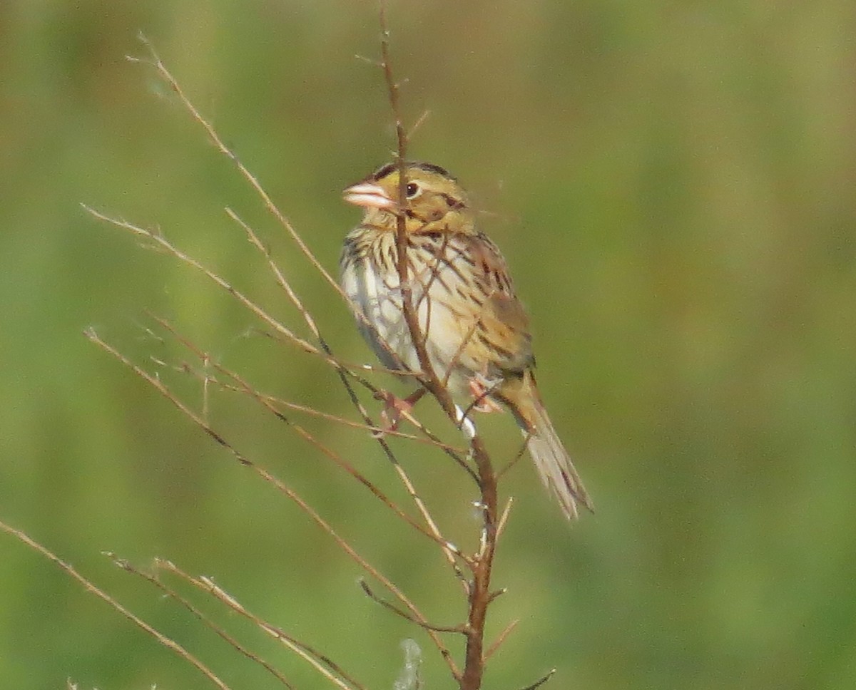 Henslow's Sparrow - John Meredig