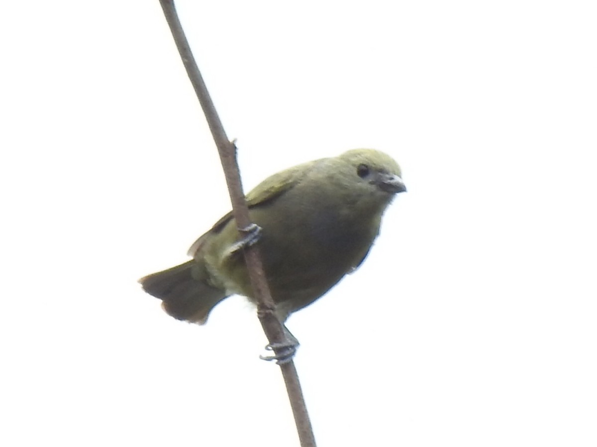 Palm Tanager - ML618897412