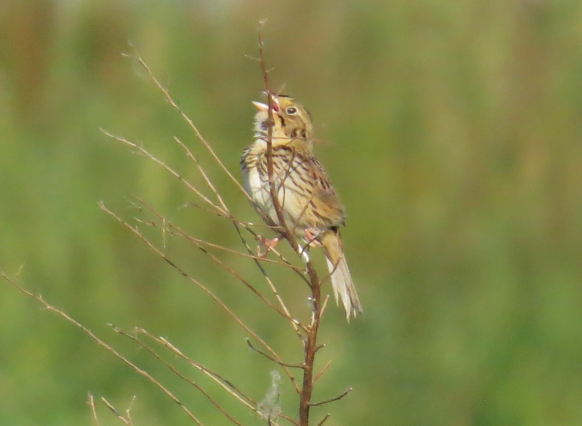 Henslow's Sparrow - John Meredig