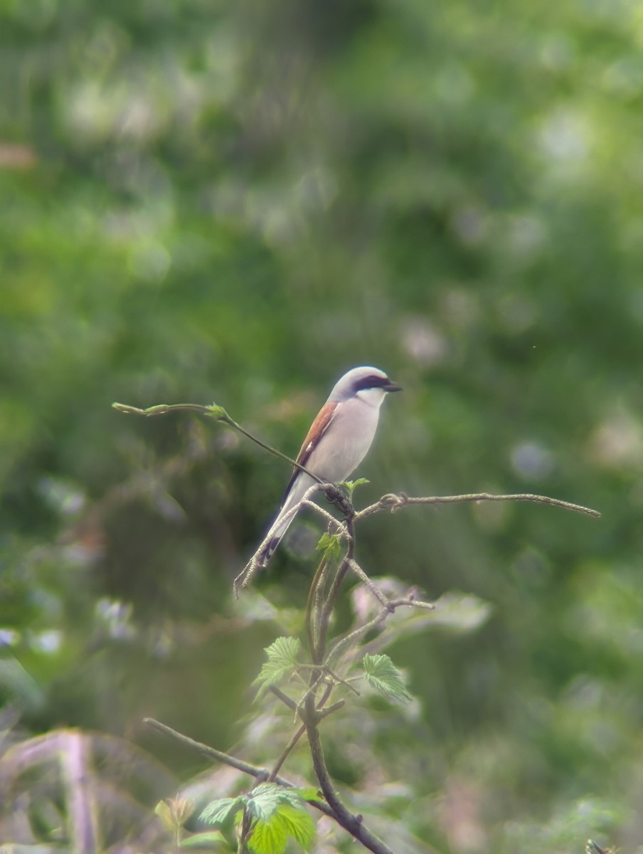 Red-backed Shrike - ML618897416