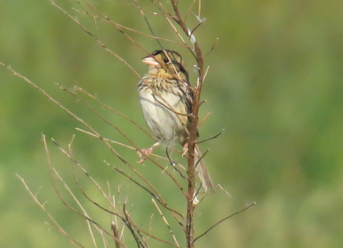 Henslow's Sparrow - John Meredig