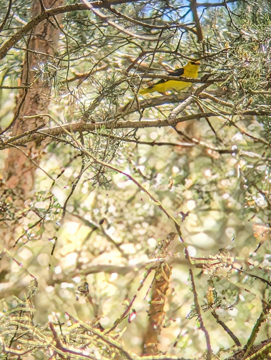 Eurasian Golden Oriole - Marin Ultramarin