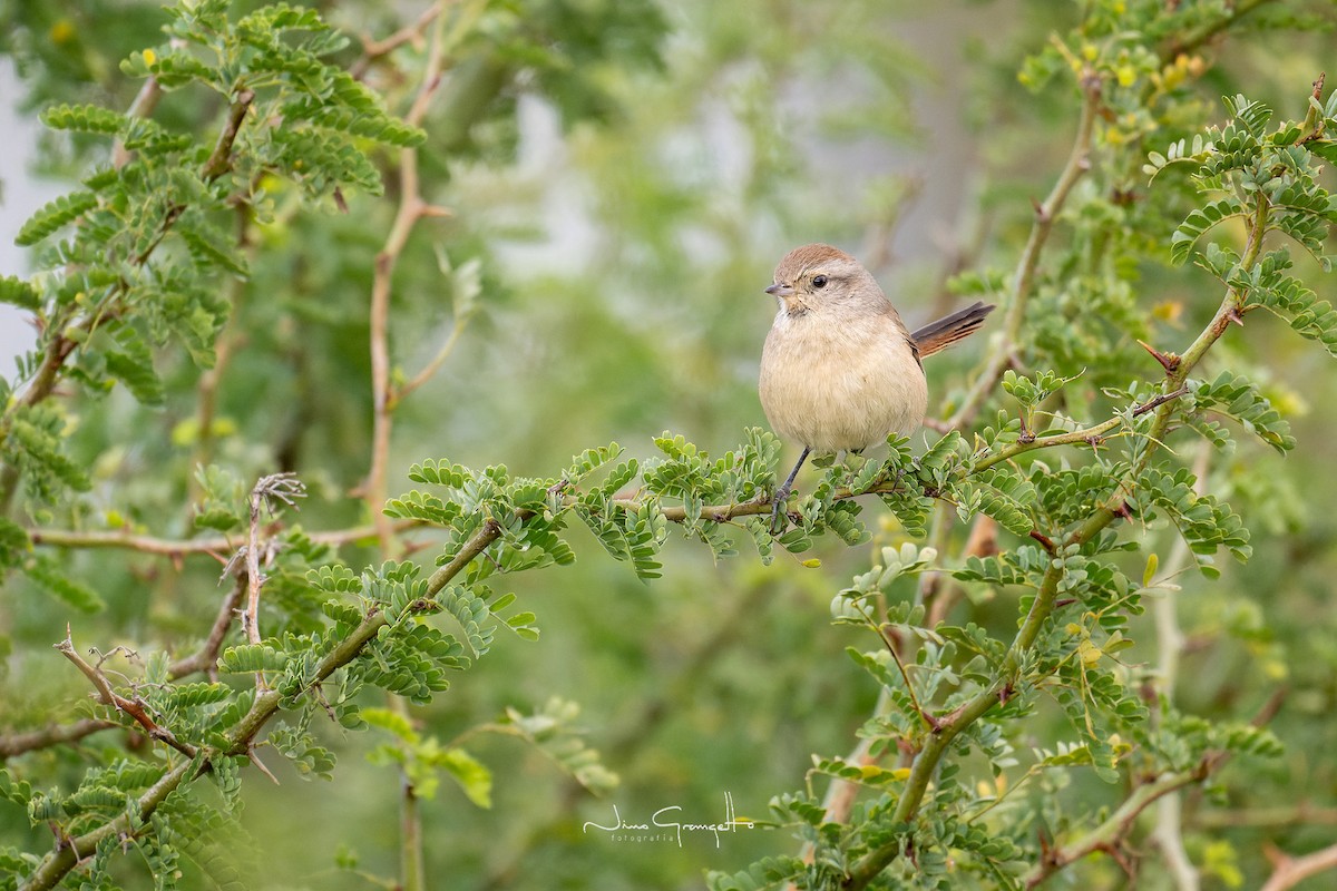 Short-billed Canastero - Aldo Grangetto