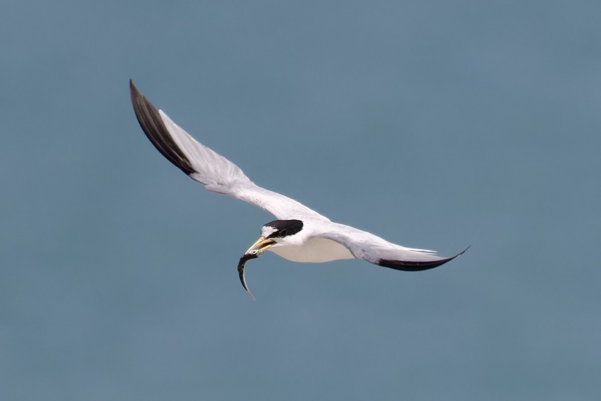 Saunders's Tern - Ted Burkett