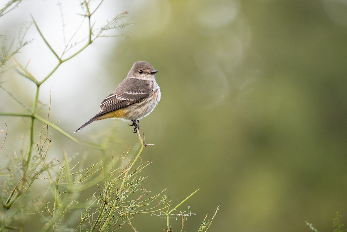 Vermilion Flycatcher - Aldo Grangetto