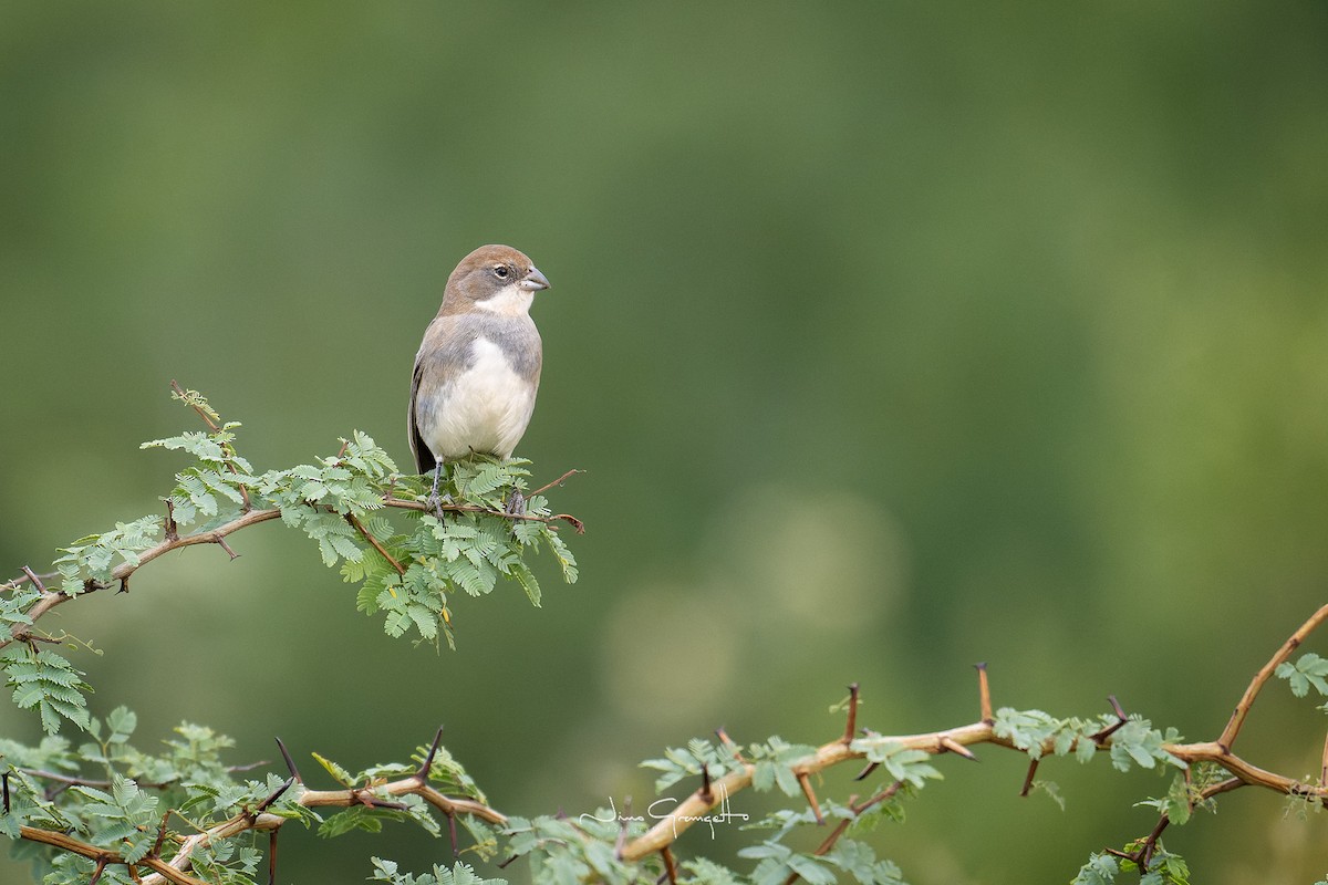 Diuca Finch - Aldo Grangetto