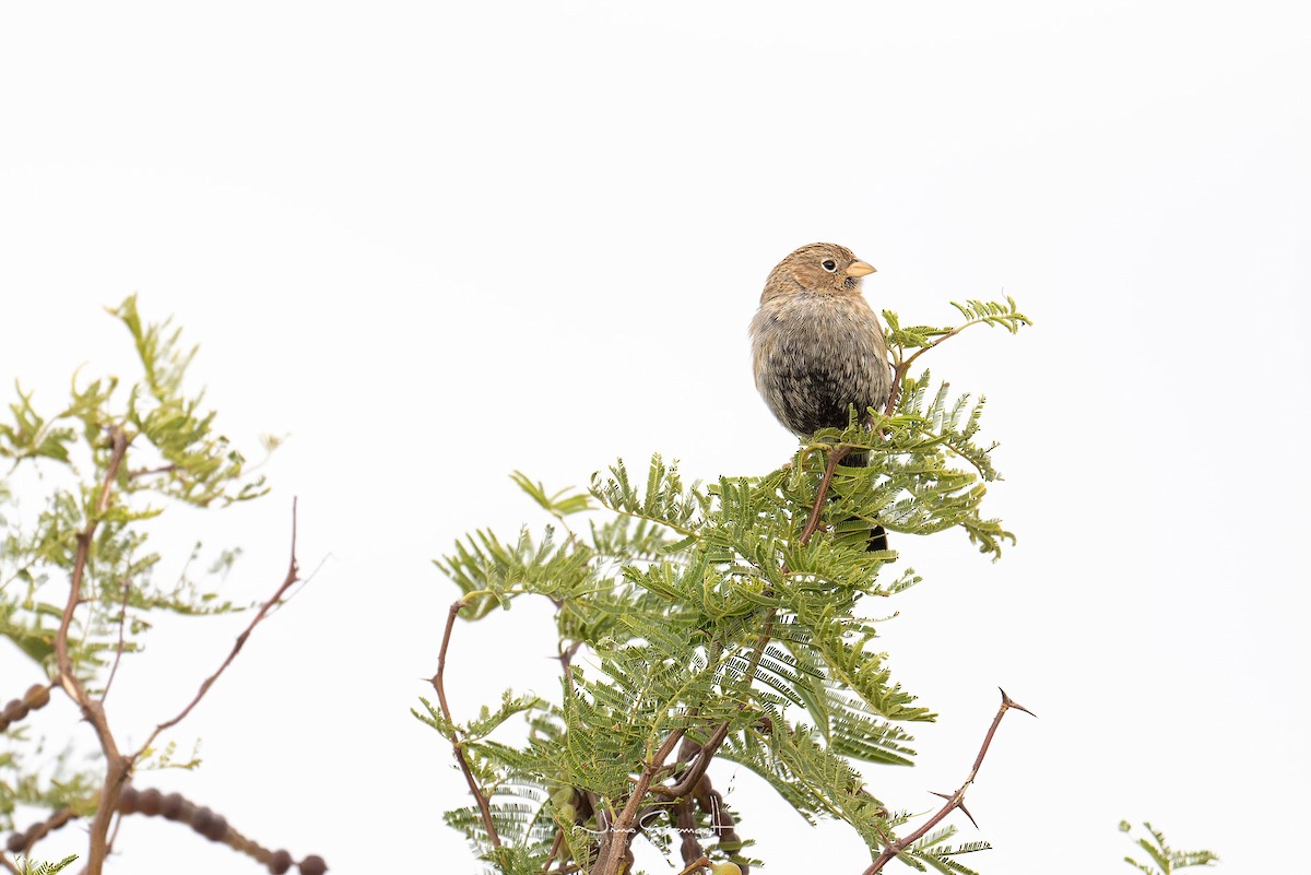 Carbonated Sierra Finch - Aldo Grangetto