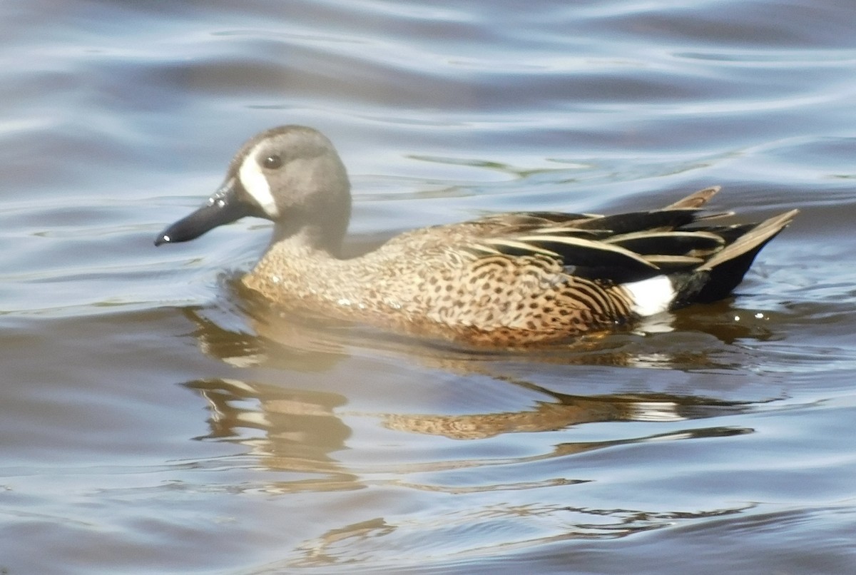 Blue-winged Teal - Rob Pendergast