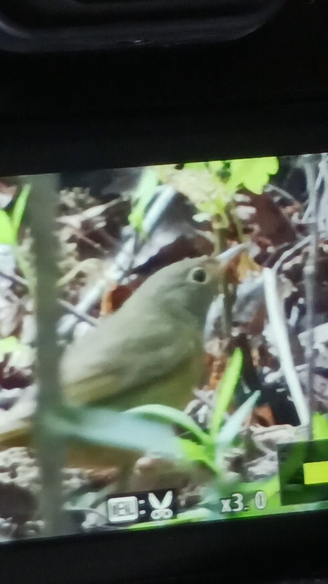 Connecticut Warbler - c c