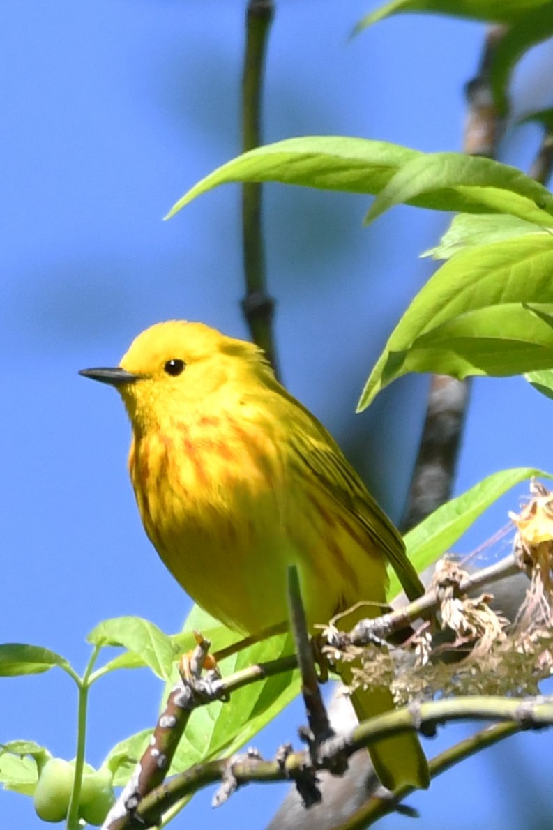 Yellow Warbler - Joe Gadbois