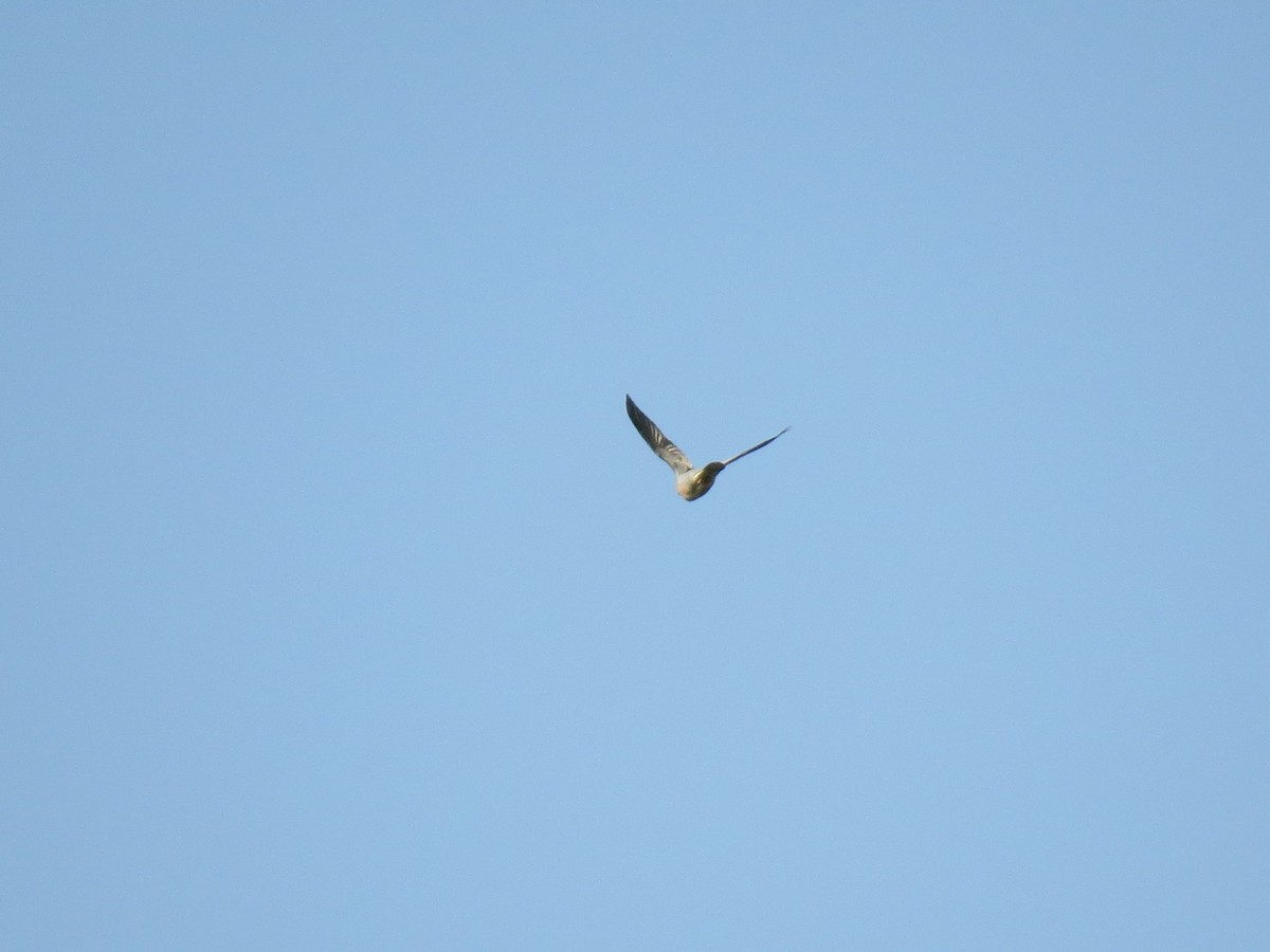 Band-tailed Pigeon - Josiah Chase