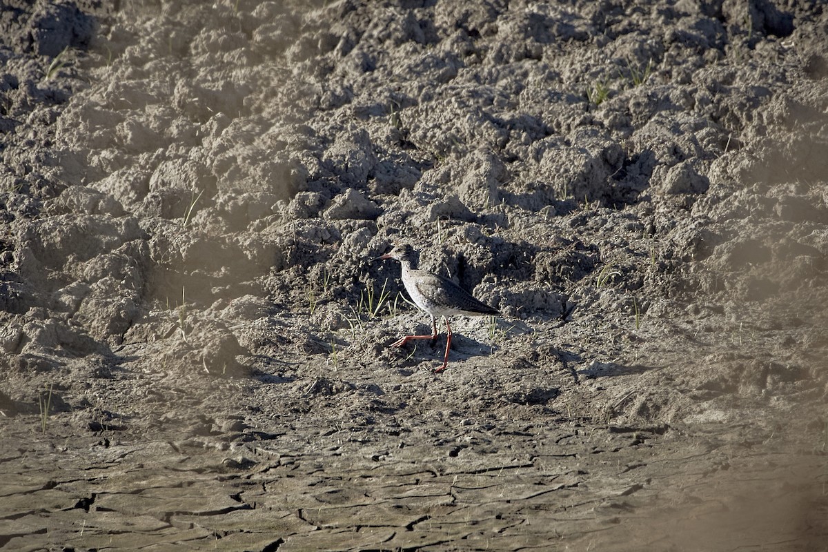 Common Redshank - ML618897641