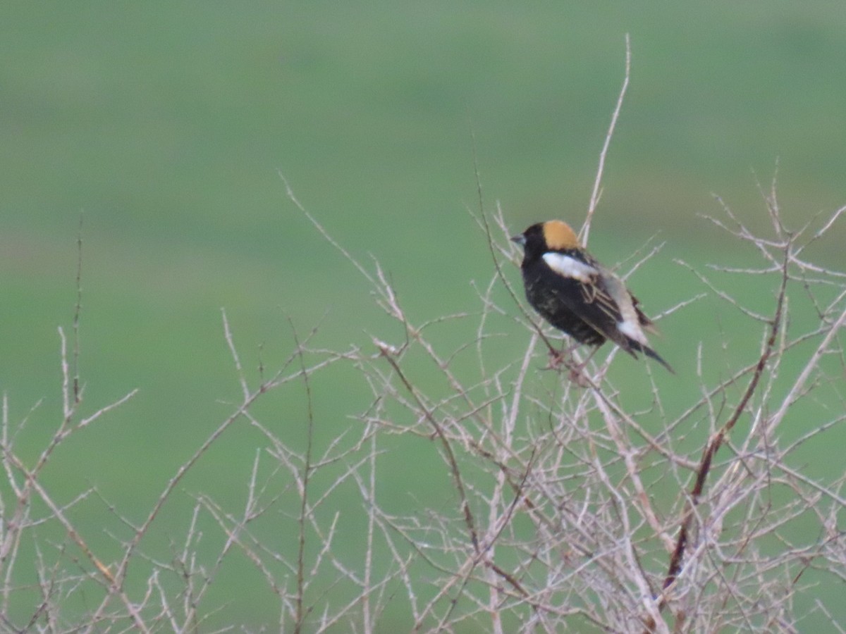 Bobolink - Lindsey Taylor