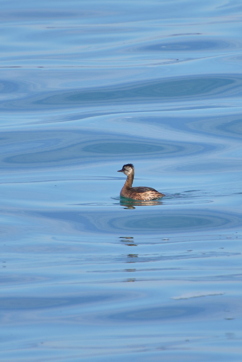 White-tufted Grebe - Angélica  Abarca