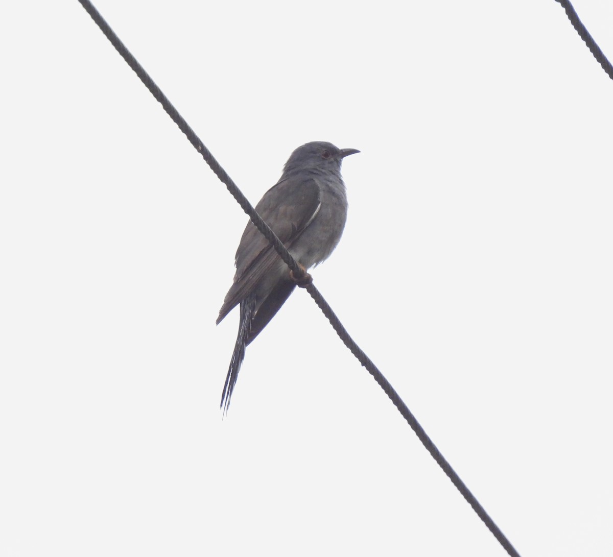 Gray-bellied Cuckoo - Sahana M