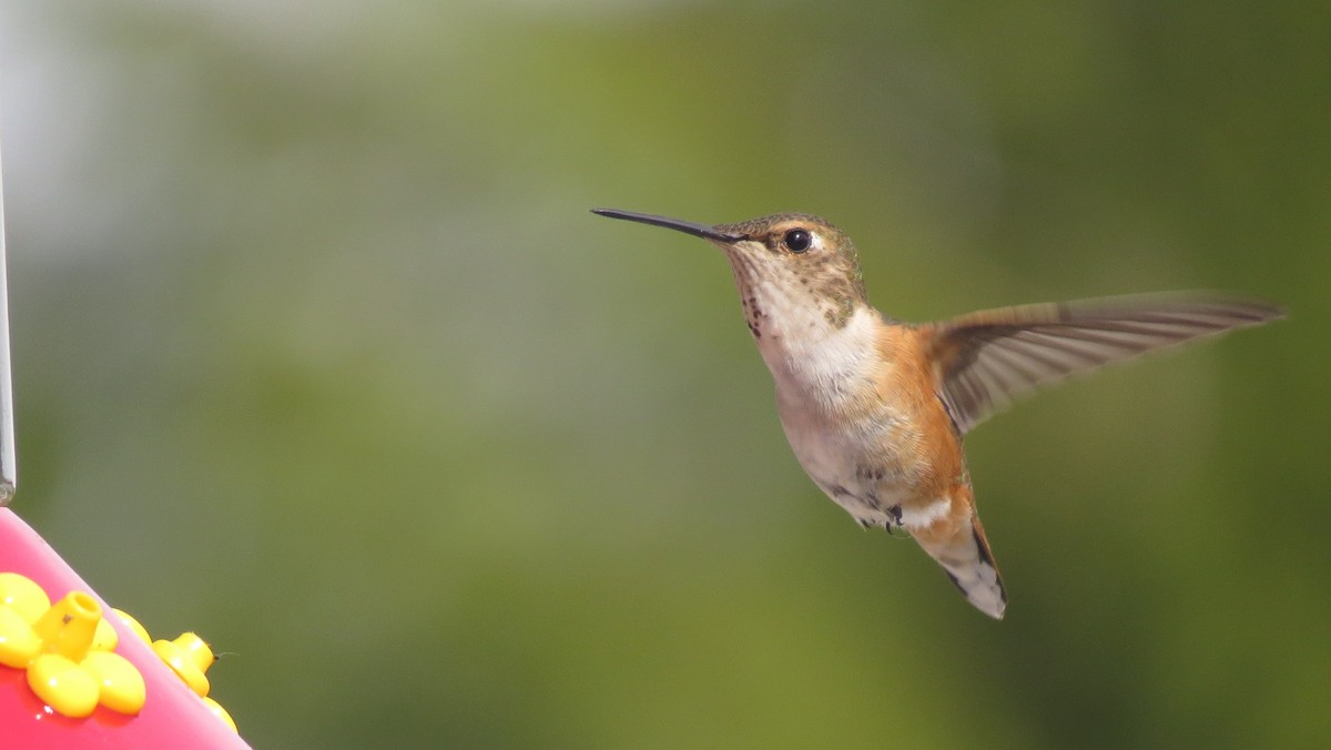 Rufous Hummingbird - Josiah Chase