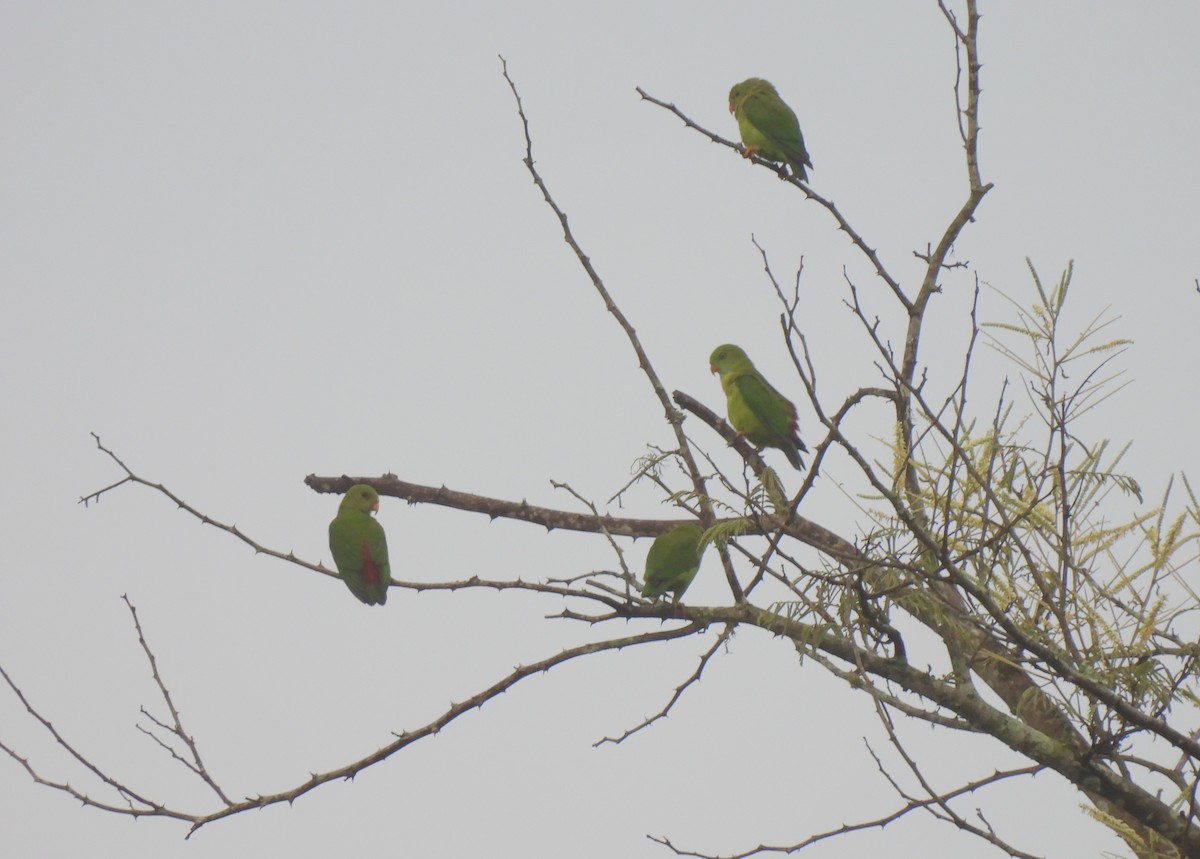 Vernal Hanging-Parrot - Sahana M