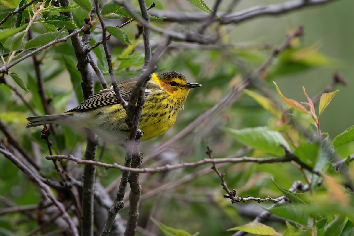 Cape May Warbler - Luke Robertson