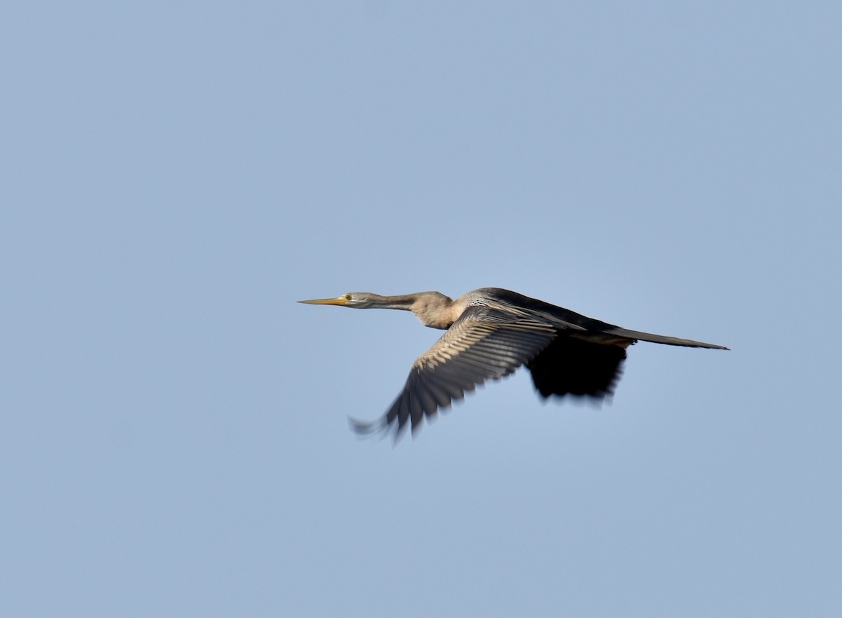 anhinga indomalajská - ML618897689