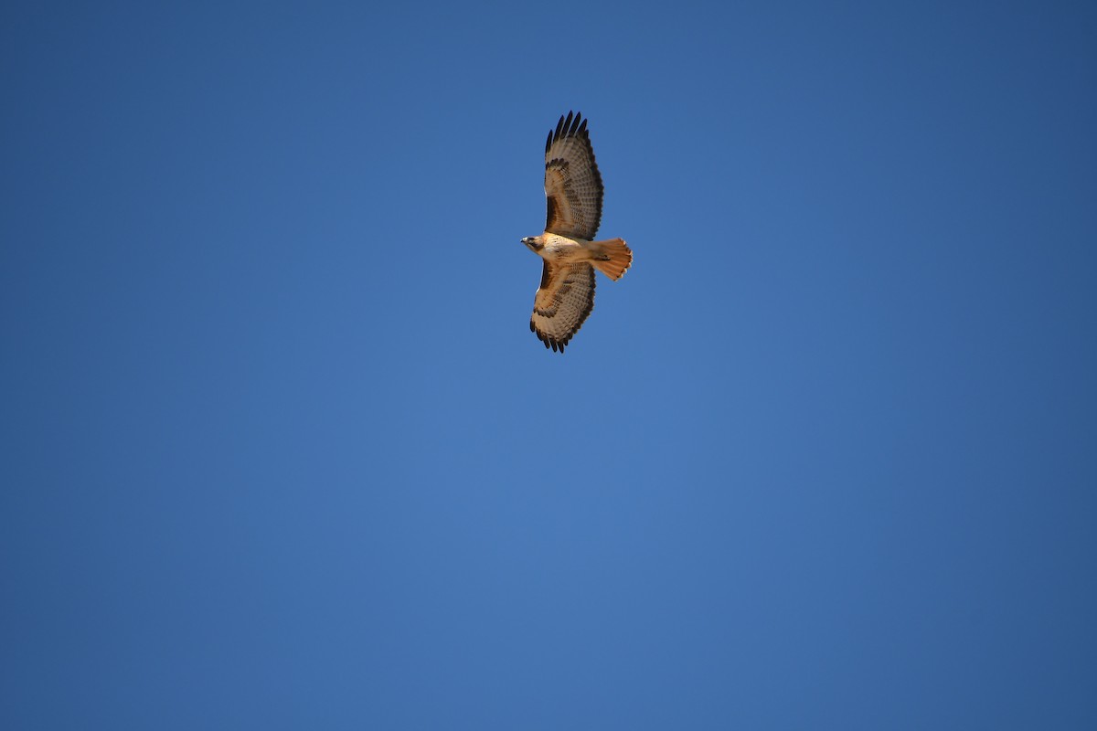 Red-tailed Hawk - Team Sidhu-White