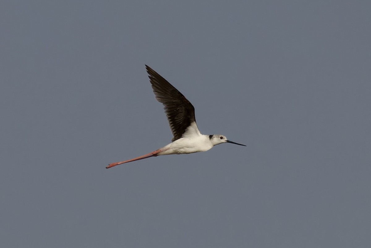 Black-winged Stilt - Ted Burkett