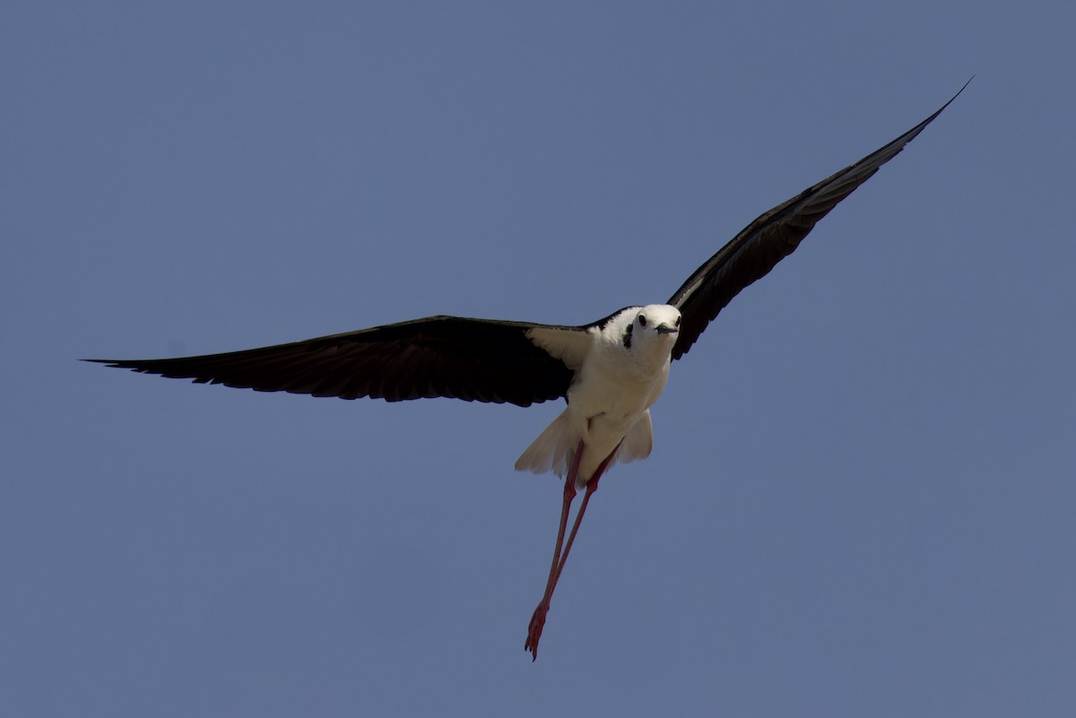 Black-winged Stilt - Ted Burkett