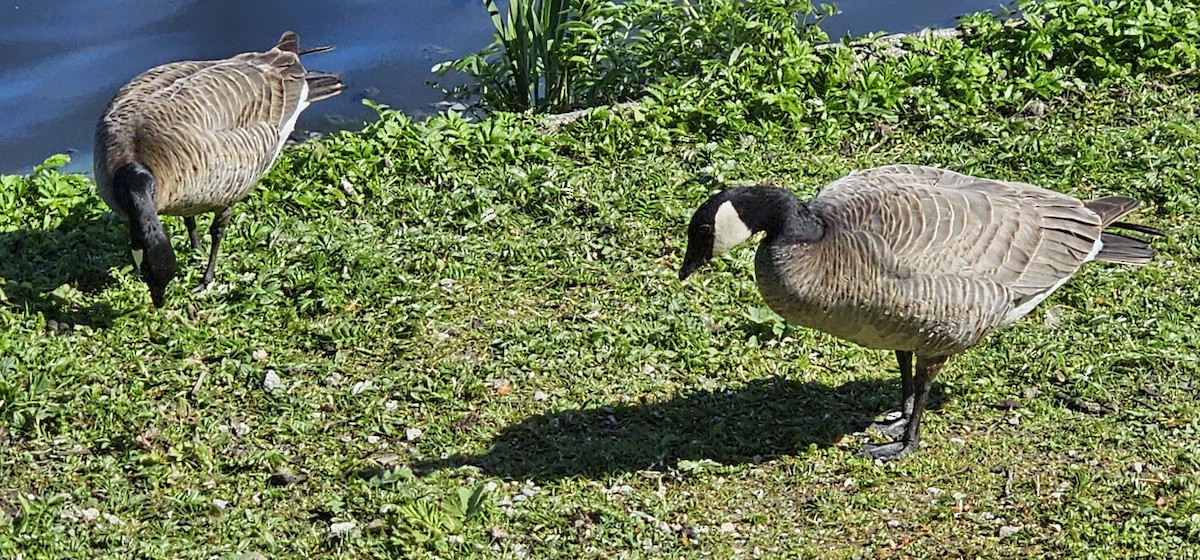 Cackling Goose - Larry Robertson