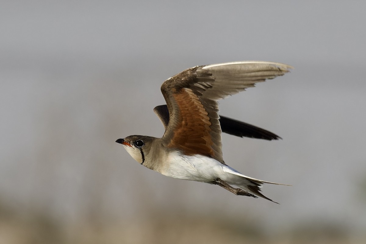 Collared Pratincole - Ted Burkett