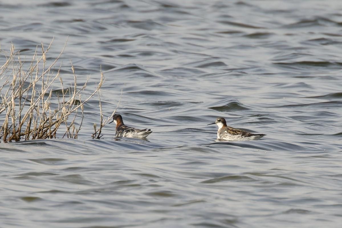 Red-necked Phalarope - Ted Burkett