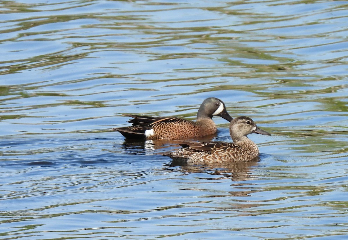 Blue-winged Teal - Mick ZERR